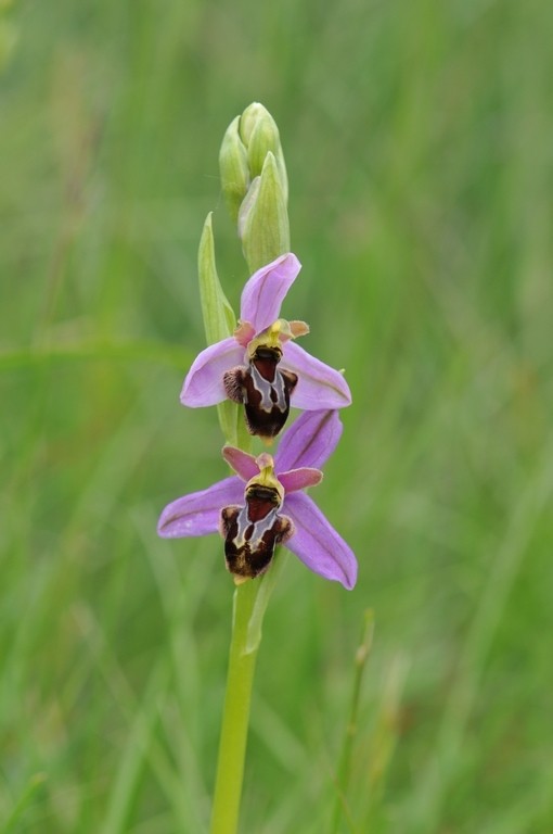 Ophrys apifera x aveyronensis Hyb_ap17