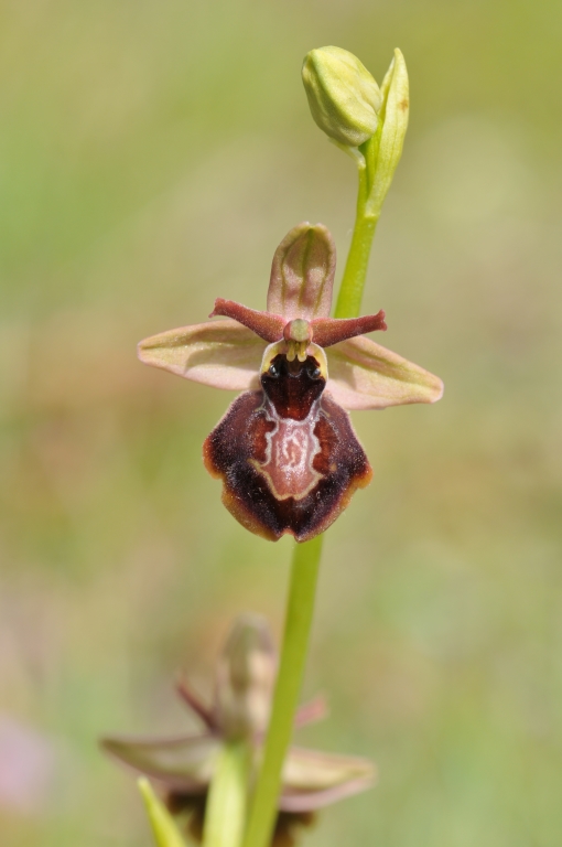 Ophrys aveyronensis × insectifera Hyb_av37