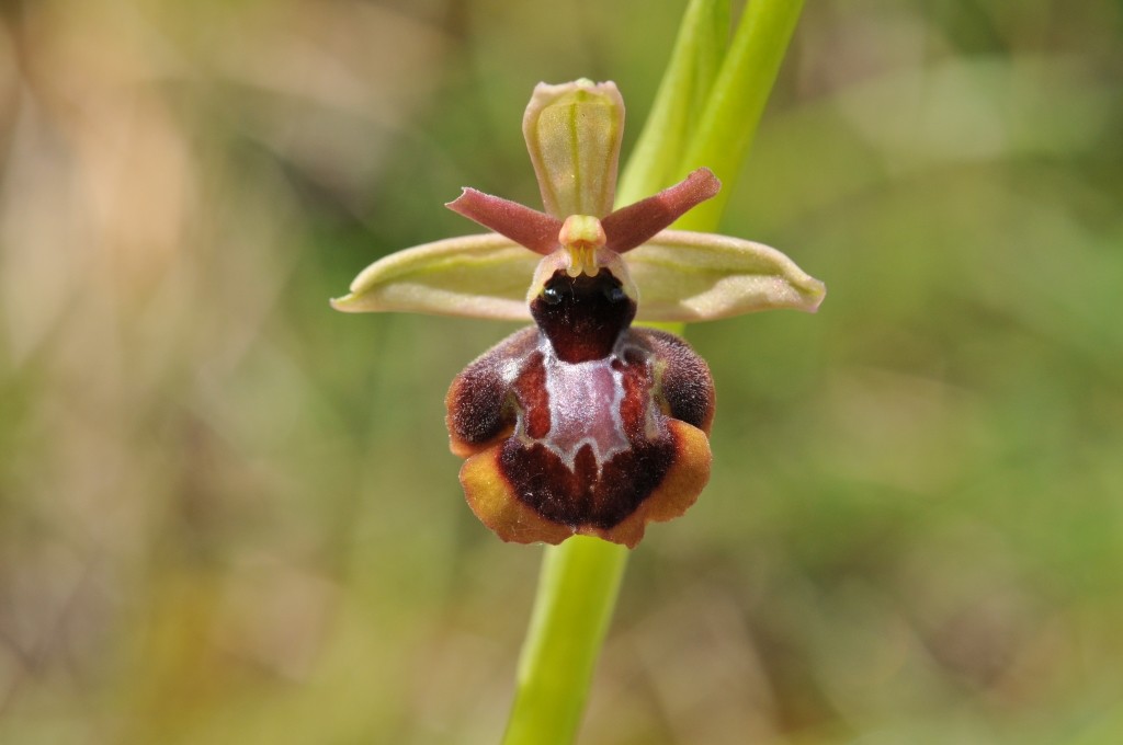 Ophrys aveyronensis × insectifera Hyb_av39