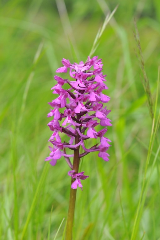 Anacamptis morio x pyramidalis Hyb_mo19