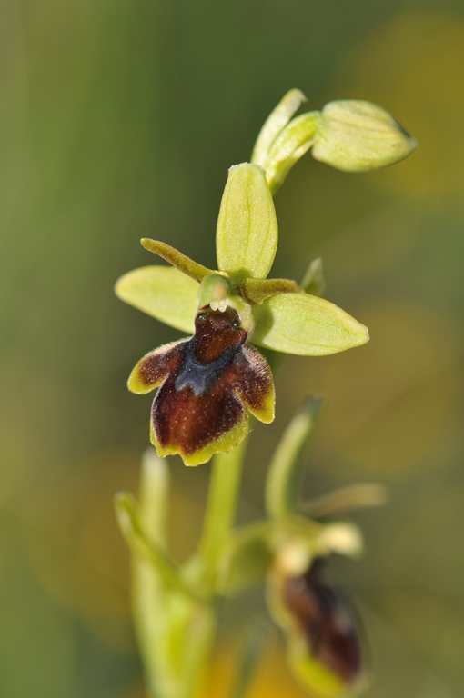 Ophrys aymoninii x litigiosa ( araneola ) Hybrid25