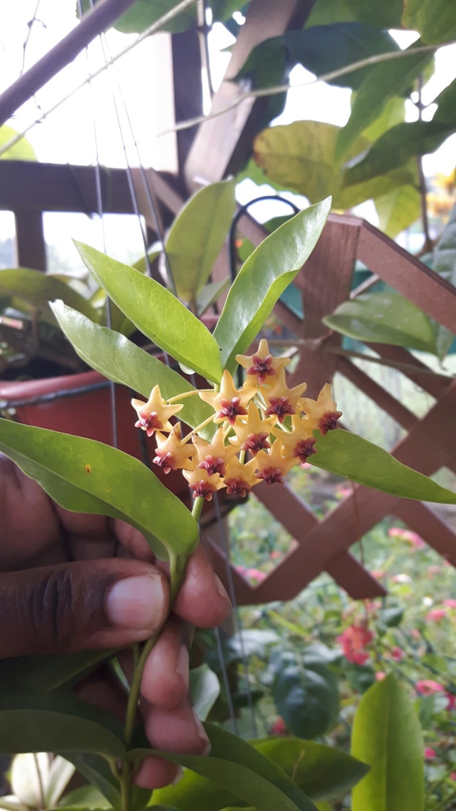 Hoya Densifolia 20160210