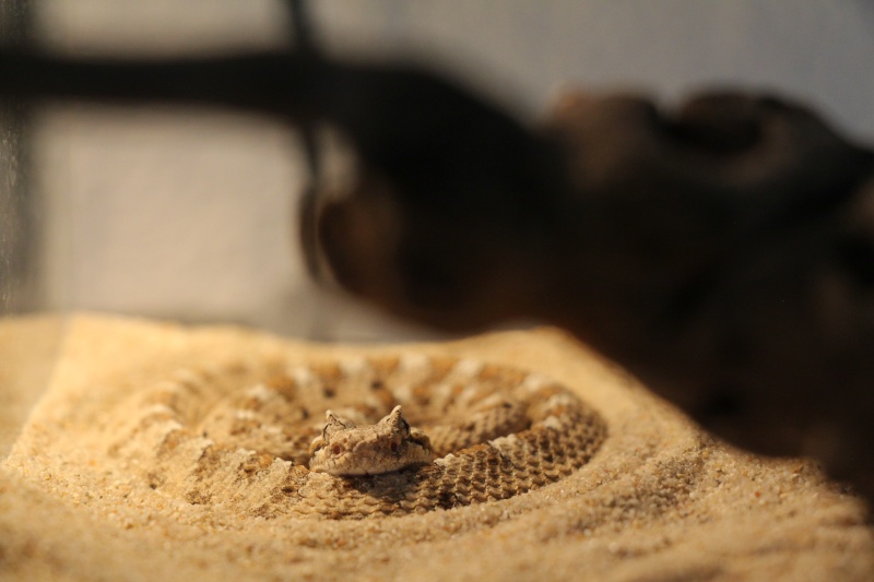 Just some picture of my Crotalus :) Img_4110