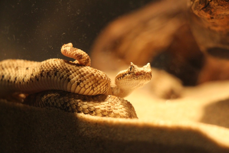 Just some picture of my Crotalus :) Img_4111