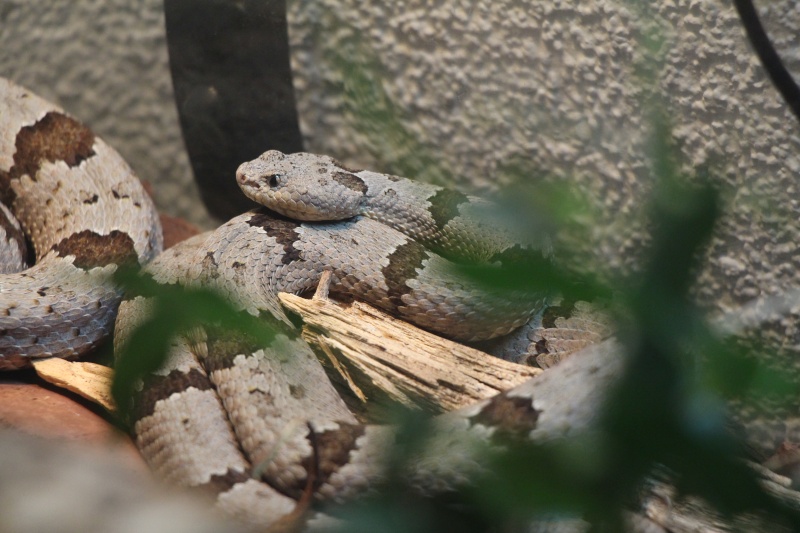 Just some picture of my Crotalus :) Img_4210