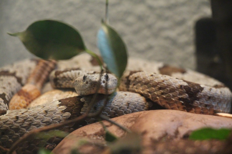Just some picture of my Crotalus :) Img_4211