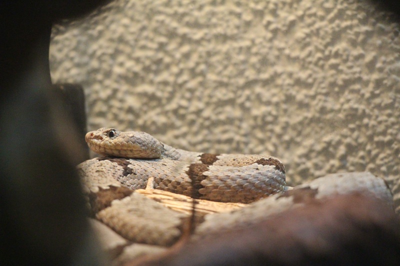 Just some picture of my Crotalus :) Img_4212