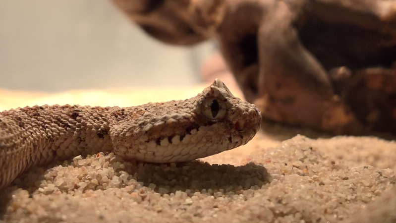 Just some picture of my Crotalus :) Wp_20110