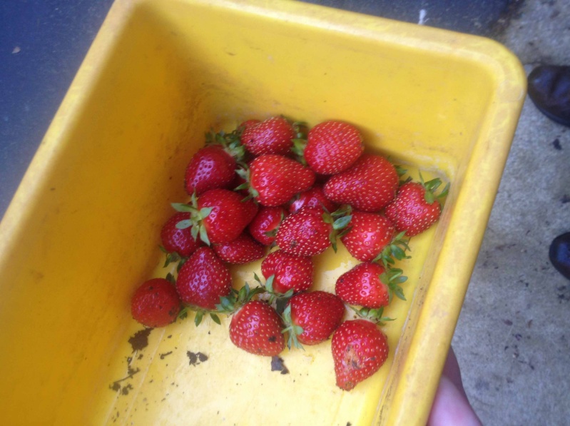 What are you eating from your garden today? - Page 25 Strawb14