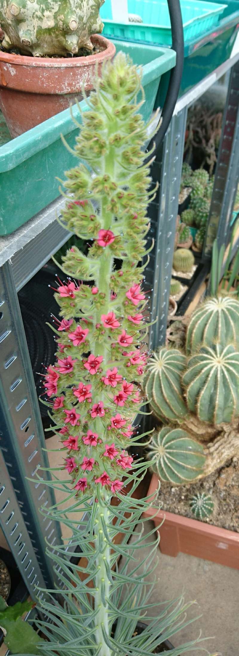 Echium wildpretii - Seite 5 _2016016