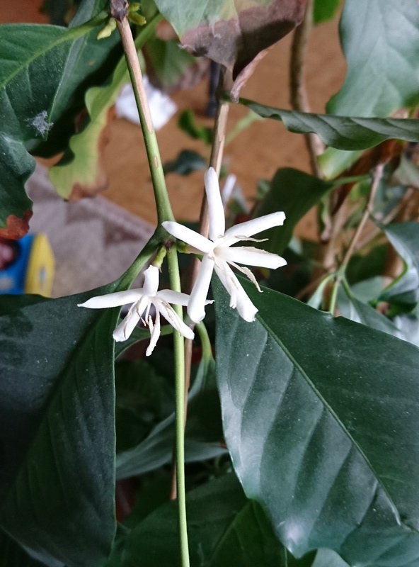 Blüten und Knospen an Coffea arabica Dsc_0412