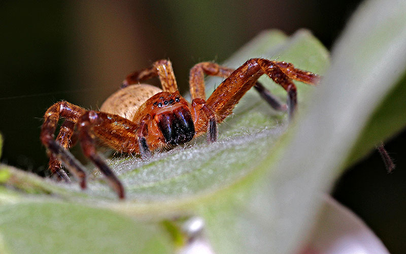 [Olios argelasius] Araignée à identifier Img_5311