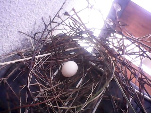 NID DE TOURTERELLES TURQUES A MON BALCON