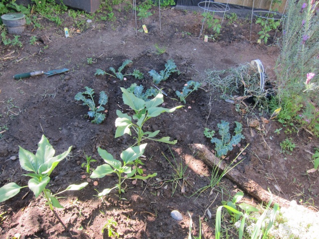 Leo's first garden - Page 3 Img_6611