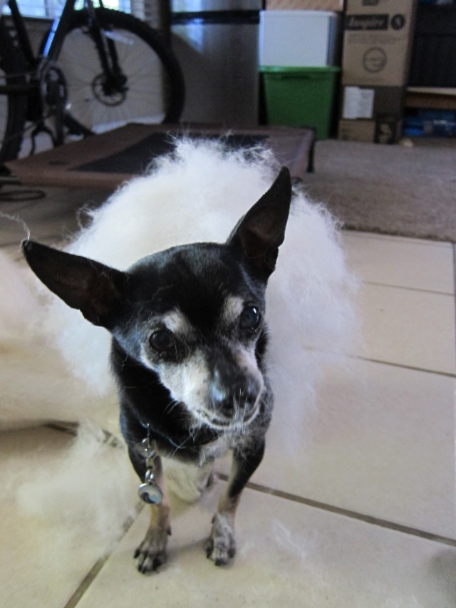 Joey the Prunie chihuahua. RIP- April 19, 1999-September 6, 2016 - Page 2 Joey_120