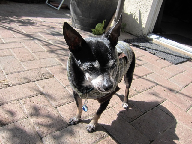 Joey the Prunie chihuahua. RIP- April 19, 1999-September 6, 2016 - Page 2 Joey_122