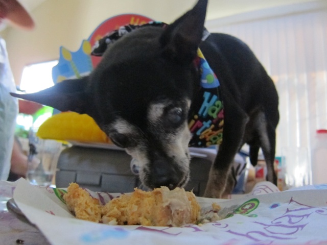 Joey the Prunie chihuahua. RIP- April 19, 1999-September 6, 2016 - Page 2 Joey_126