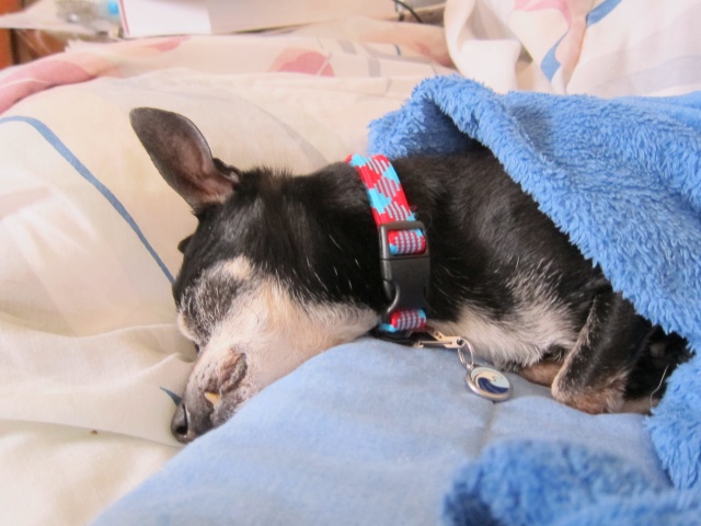 Joey the Prunie chihuahua. RIP- April 19, 1999-September 6, 2016 - Page 2 Joey_130