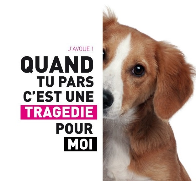 Apprendre à son chien à rester seul 14298310