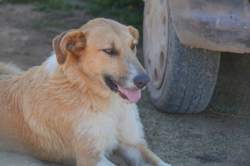 PEPE  - x mastin 7 ans - Asso Une Histoire de Galgos - Zaragoza (Espagne) 453