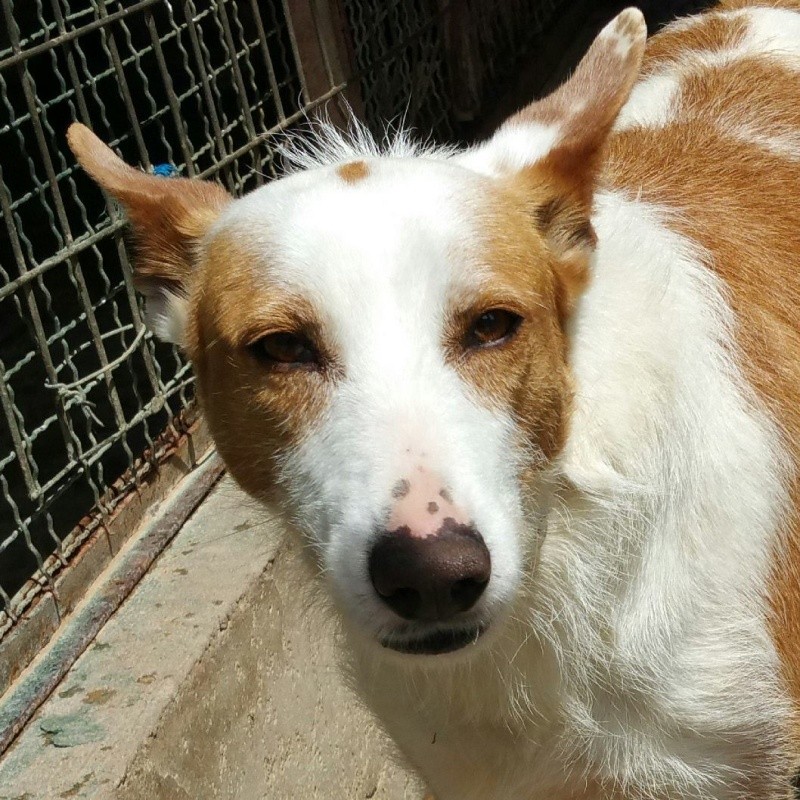 GARRA - podenco 6 ans (4 ans de refuge)  Asso Une Histoire de Galgos - Espagne  969