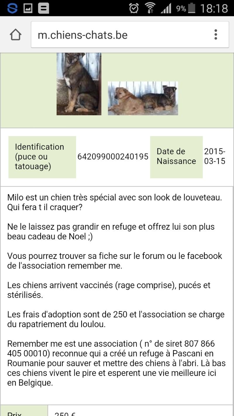 MILO - jeune mâle, né environ en mars 2015 (Pascani) - adopté par Hilda (Belgique) - Page 3 Screen10