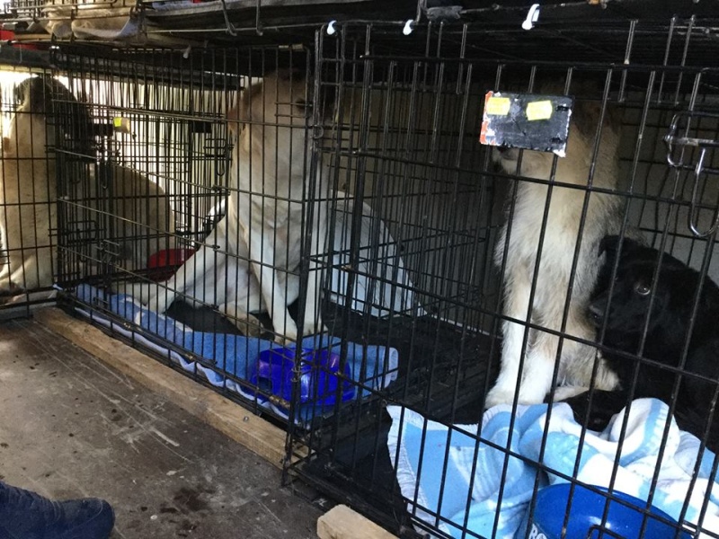 ARRIVEE DES CHIENS ET CHAT D'ORASTIE (Roumanie) du 21 MAI 2016 - Page 2 13240610