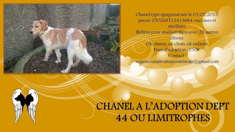 CHANEL - femelle X Epagneul - 02/2015 - UMA (44) Chanel10