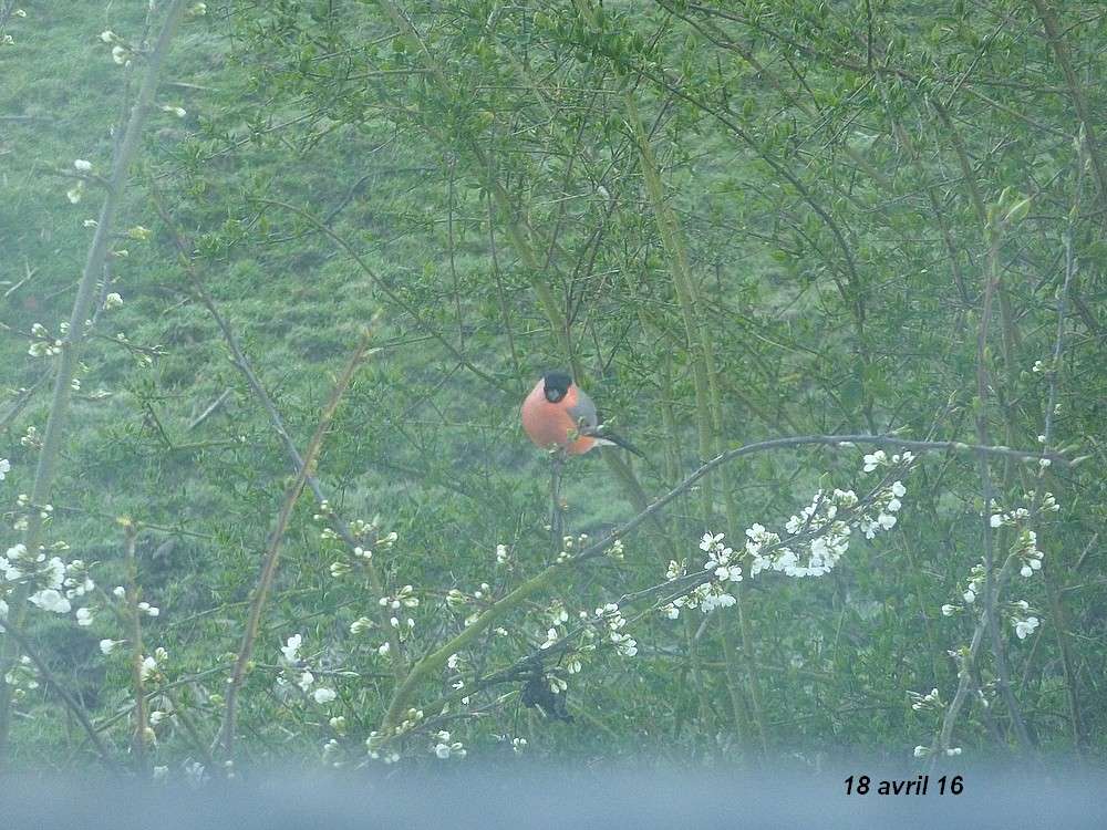 Dans ma prairie, en 2016. poussins , oiseaaux Bouvre16