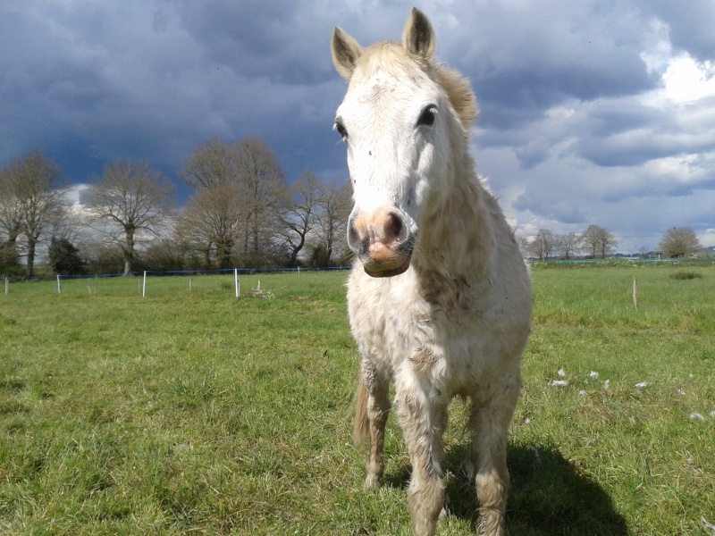 FRIPON - Welsh Pony né en 1993 - adopté en juillet 2015 par Claire 20160410