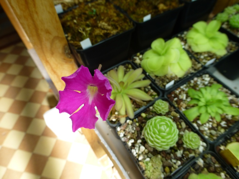 photos de pinguicula Encant11