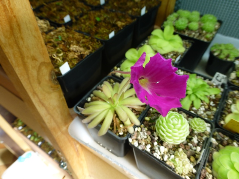photos de pinguicula - Page 2 Encant12