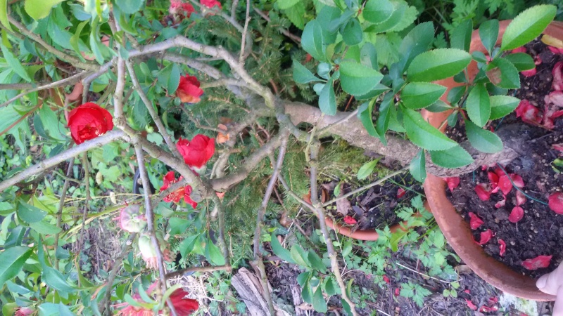 Sistemare bonsai di Chaenomaeles  20160428