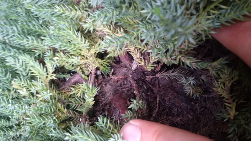 Juniperus squamata e procumbens.  20160512