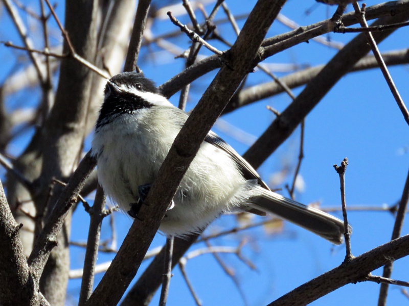 Petite mésange  Image83