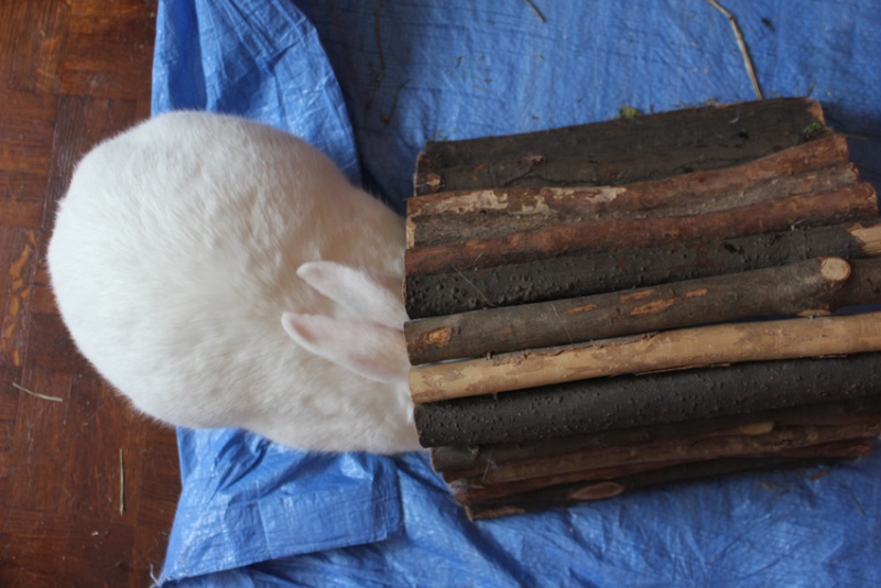 [White Rabbit] Acacia, lapine de laboratoire à adopter 32998810