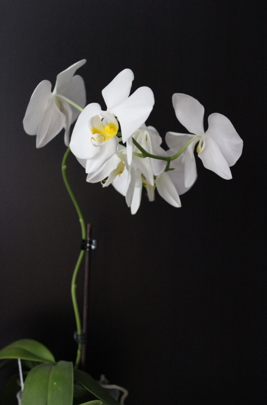 Phalaenopsis amabilis - Phal. aphrodite - Seite 2 Img_3712