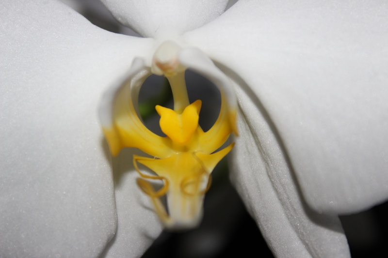 Phalaenopsis amabilis - Phal. aphrodite - Seite 2 Img_3715