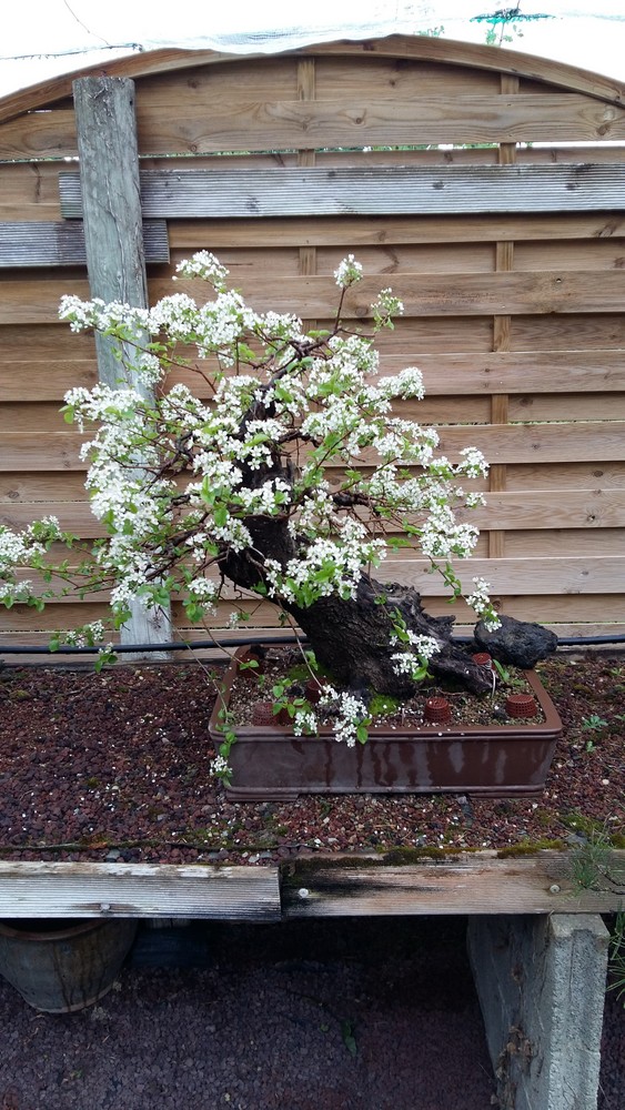 First blossoms on mahalebs 20160411