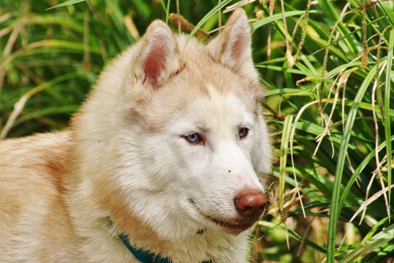 Lo-Jack Alias Ghost (Sibirian husky) - Page 3 13129010