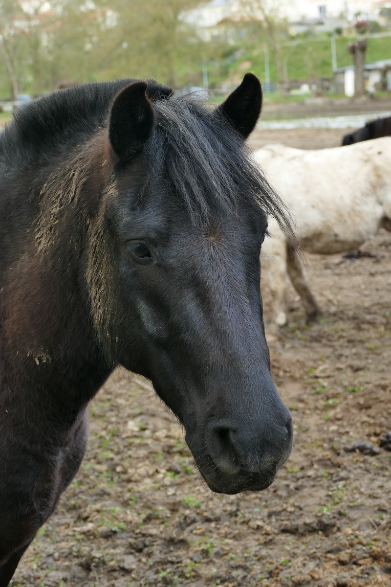 chevaux aras P1010413