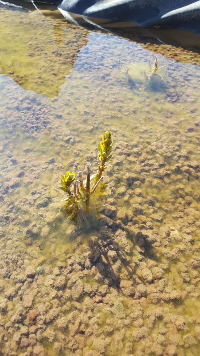 Le bassin de Pithiviers - Page 10 20160414