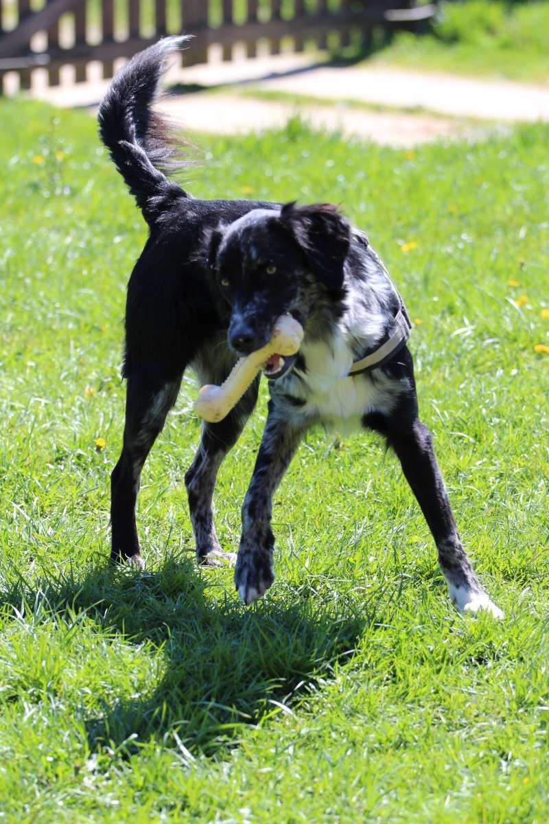 POGO (chien croisé berger) - Page 2 Img_7210
