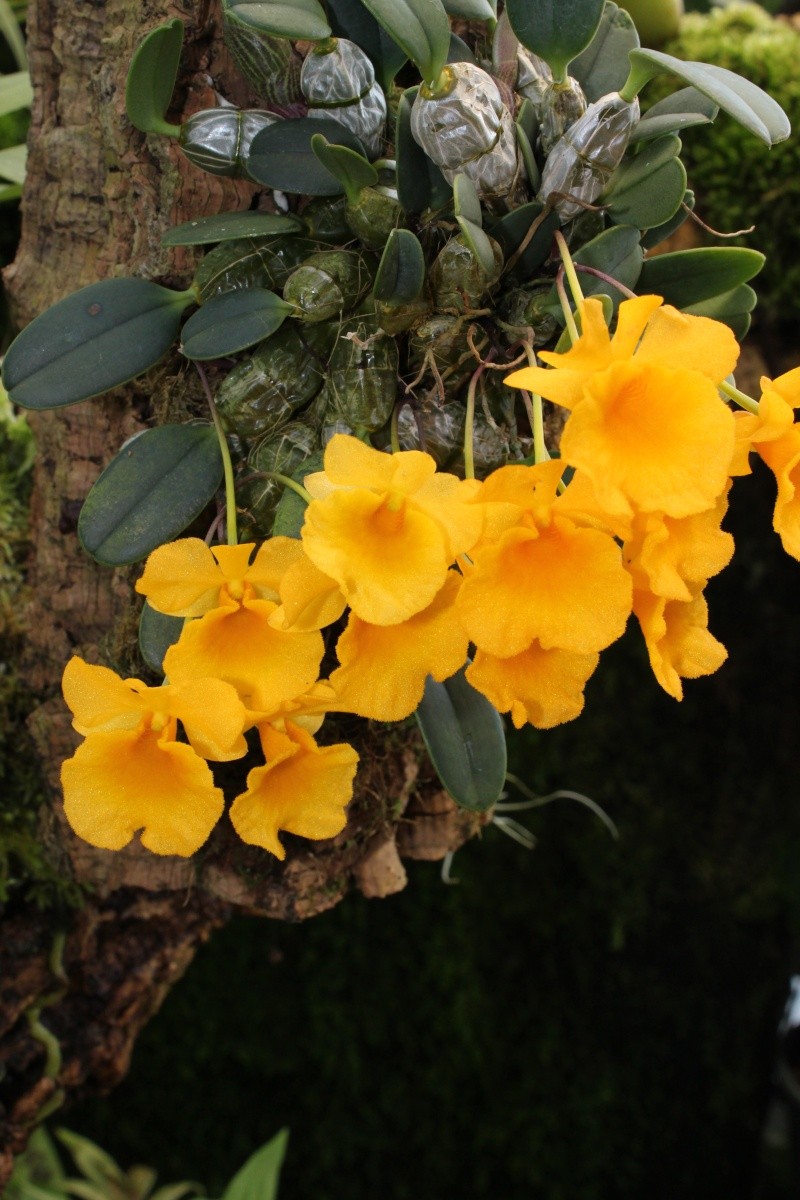 Dendrobium jenkinsii Img_0617