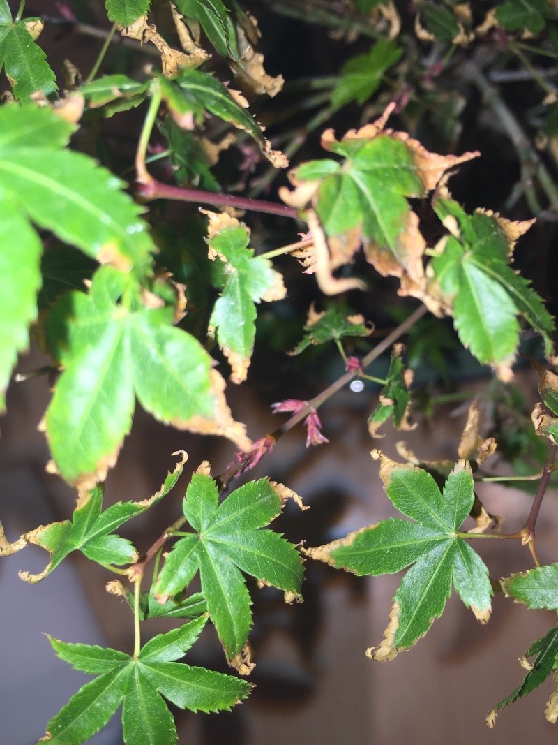 Piccolo acero kiyohime con foglie secche Img_2915