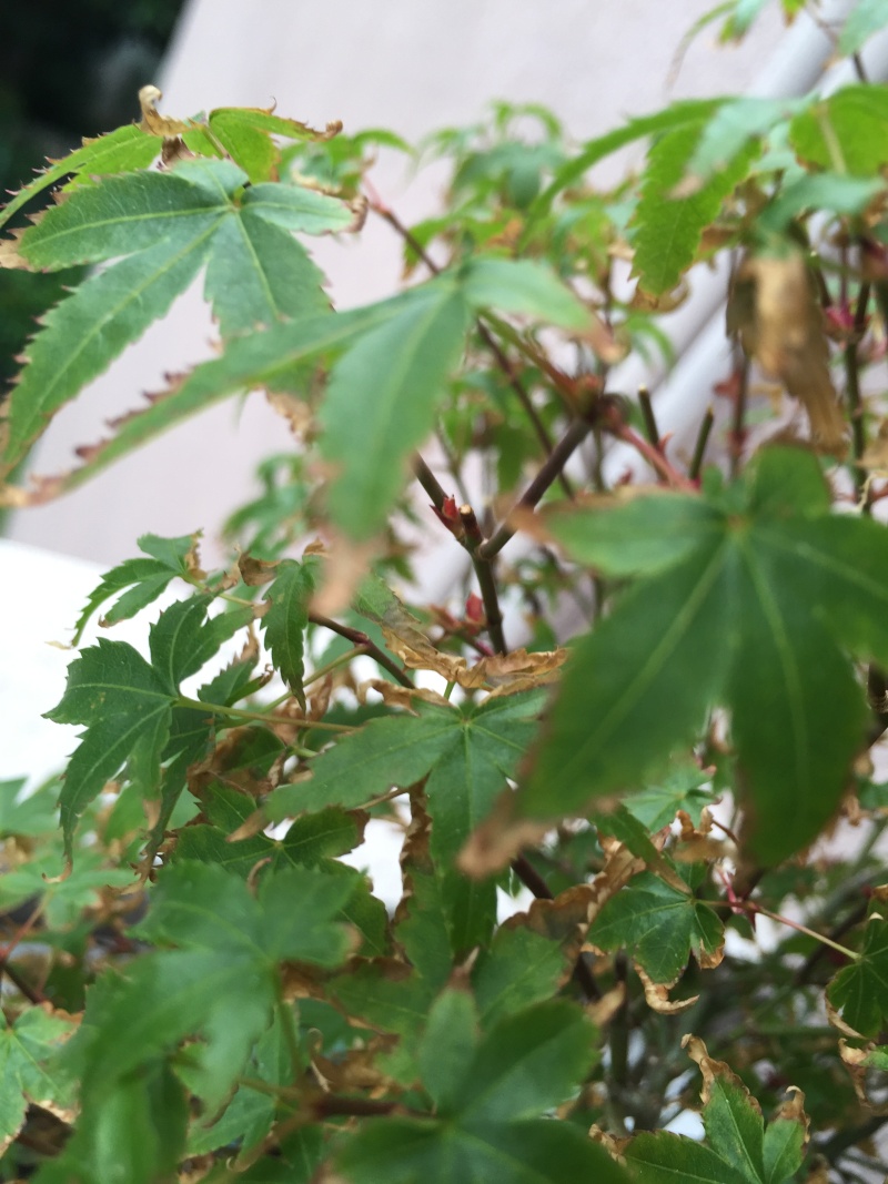 Piccolo acero kiyohime con foglie secche Img_2918