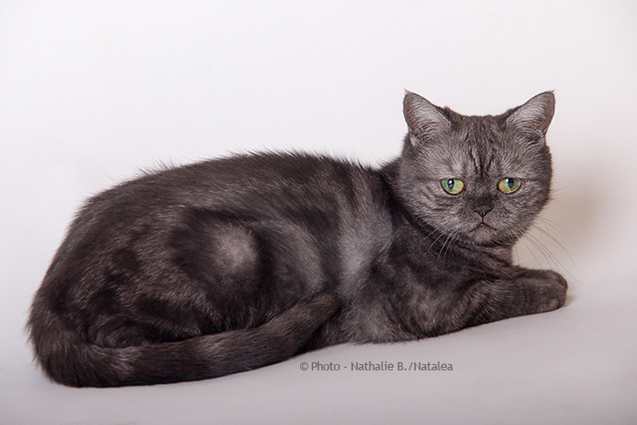 JUNA, notre petite British Shorthair "Black Smoke" Juna_110