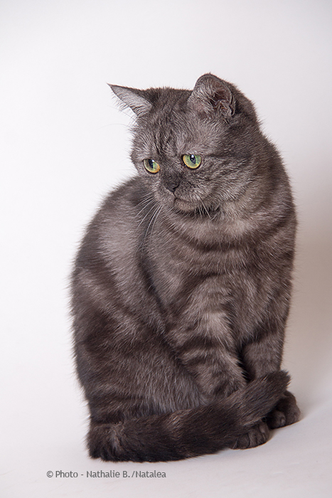 JUNA, notre petite British Shorthair "Black Smoke" Juna_114