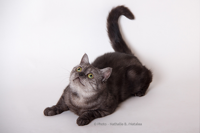 JUNA, notre petite British Shorthair "Black Smoke" Juna_116