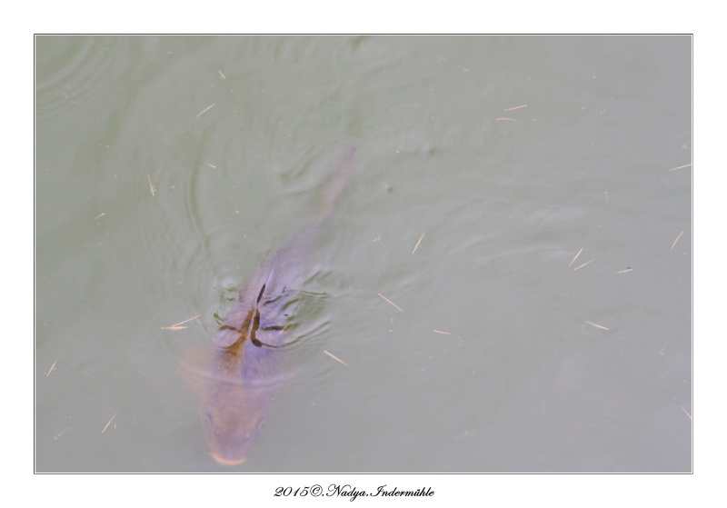 Les poissons de nos bassins Cadre138